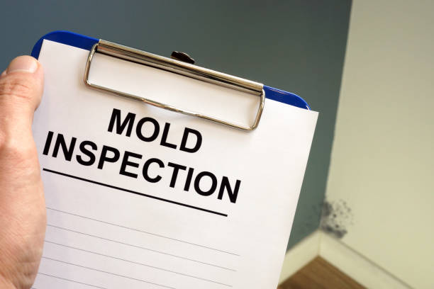 Why You Should Choose Our Mold Remediation Services in San Antonio, TX